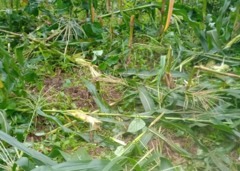 मकै बाली जोगाउन रातभर जाग्राम